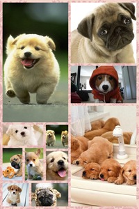 Collage