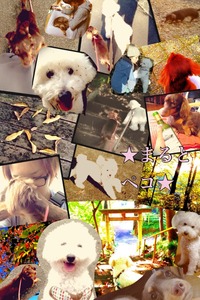 Collage